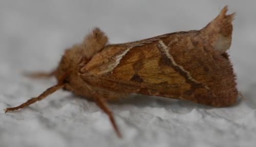 Triodia sylvina